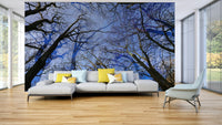 Skyward View: Abstract Tree Canopy Art Print Wall Mural