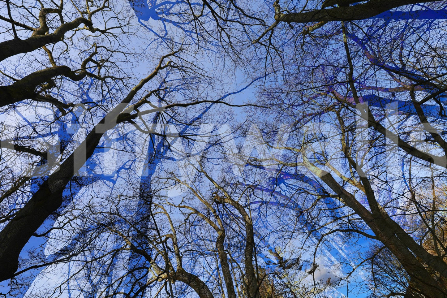 Skyward View: Abstract Tree Canopy Art Print Wall Mural