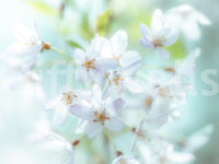 Springtime Blossoms Wall Mural