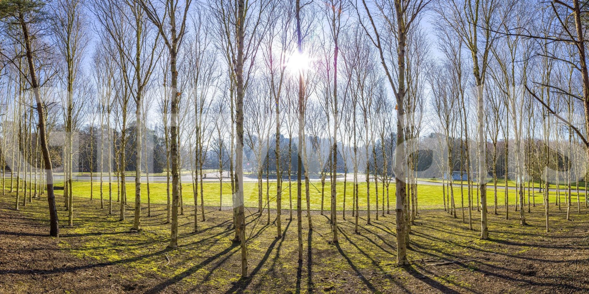 The view is from a central point in the forest.

