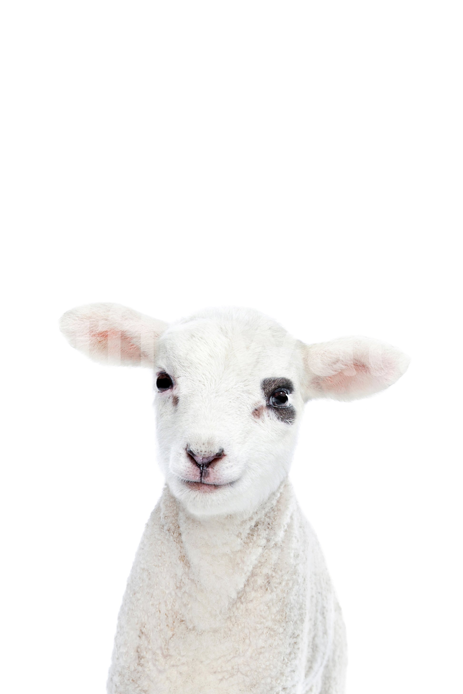 Animal-themed wall mural with fluffy baby lamb

