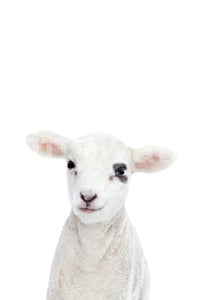 Animal-themed wall mural with fluffy baby lamb

