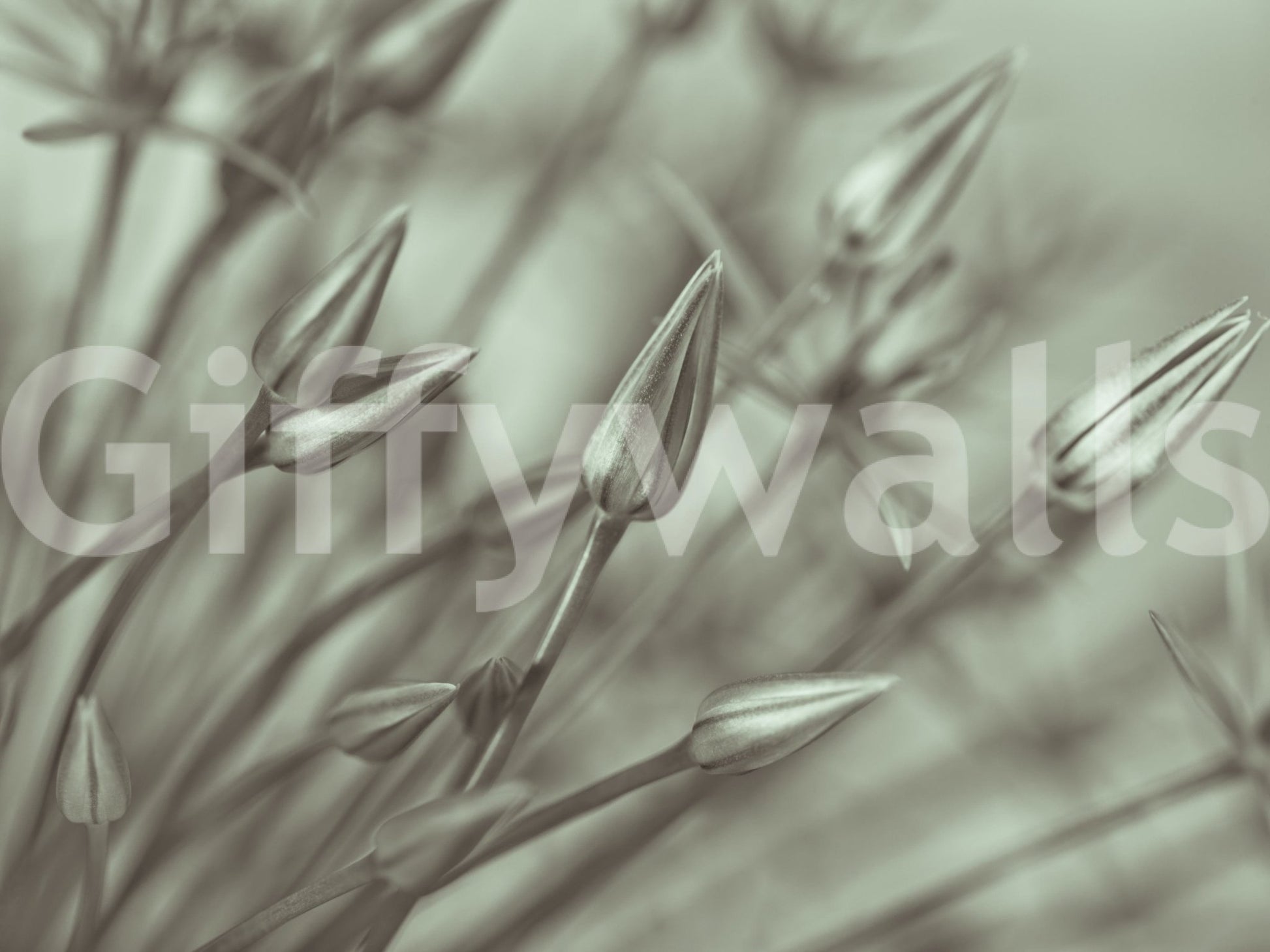 Close up view of delicate green allium plant petals