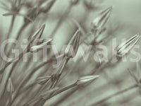 Close up view of delicate green allium plant petals