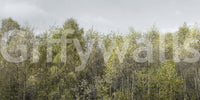 Birch Grove classic wallpaper

