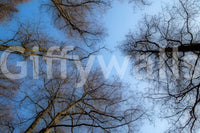 Winter canopy wallpaper for walls
