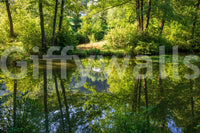 Tranquil Nature Reflection Art Print - Serene Water and Greenery Scene Wall Mural