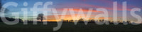 Serenity in Shadows wallpaper mural close-up of the sunset field and tree silhouettes against a blue and pink twilight sky
