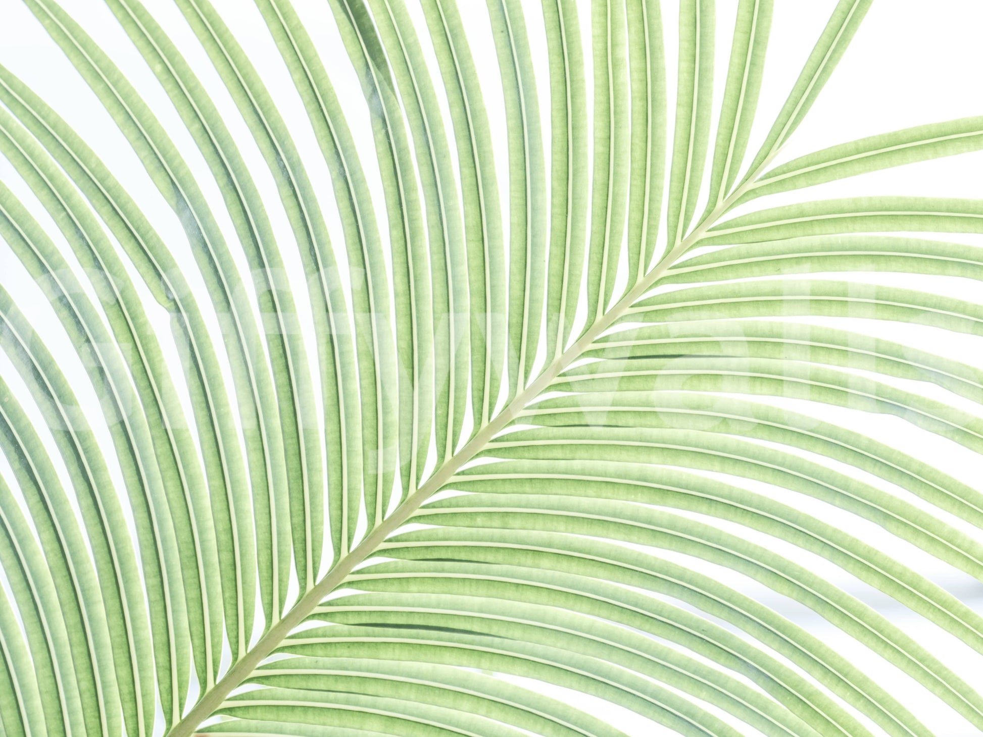 A detail of the organic lines and shadows in the design.

