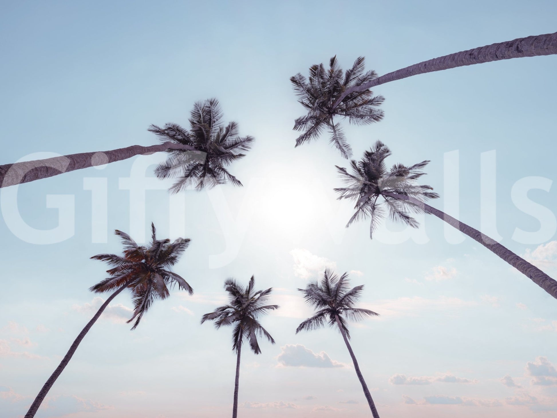 Breezy and open feel of the Tropical Palms Sky View Wall Mural print.