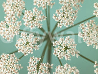 Refreshing Delicate Blooms wallpaper image; light tiny florets, whimsical atmosphere.