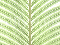 wallpaper with symmetrical leaf veins

