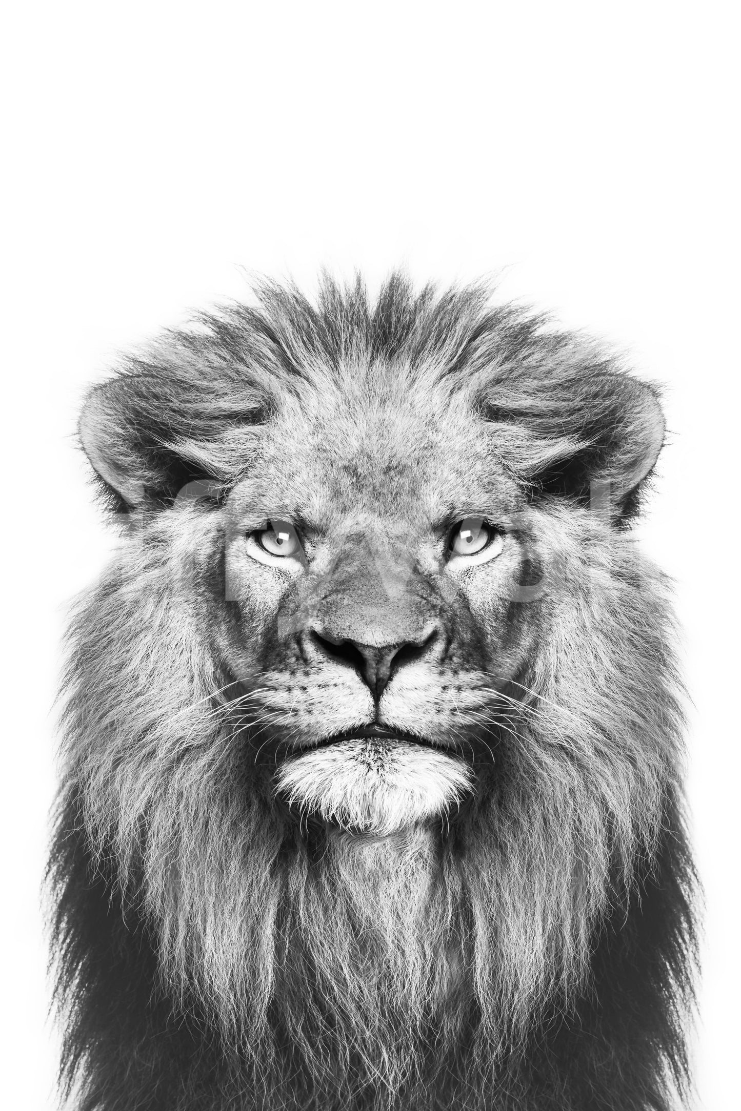Realistic lion artwork for walls

