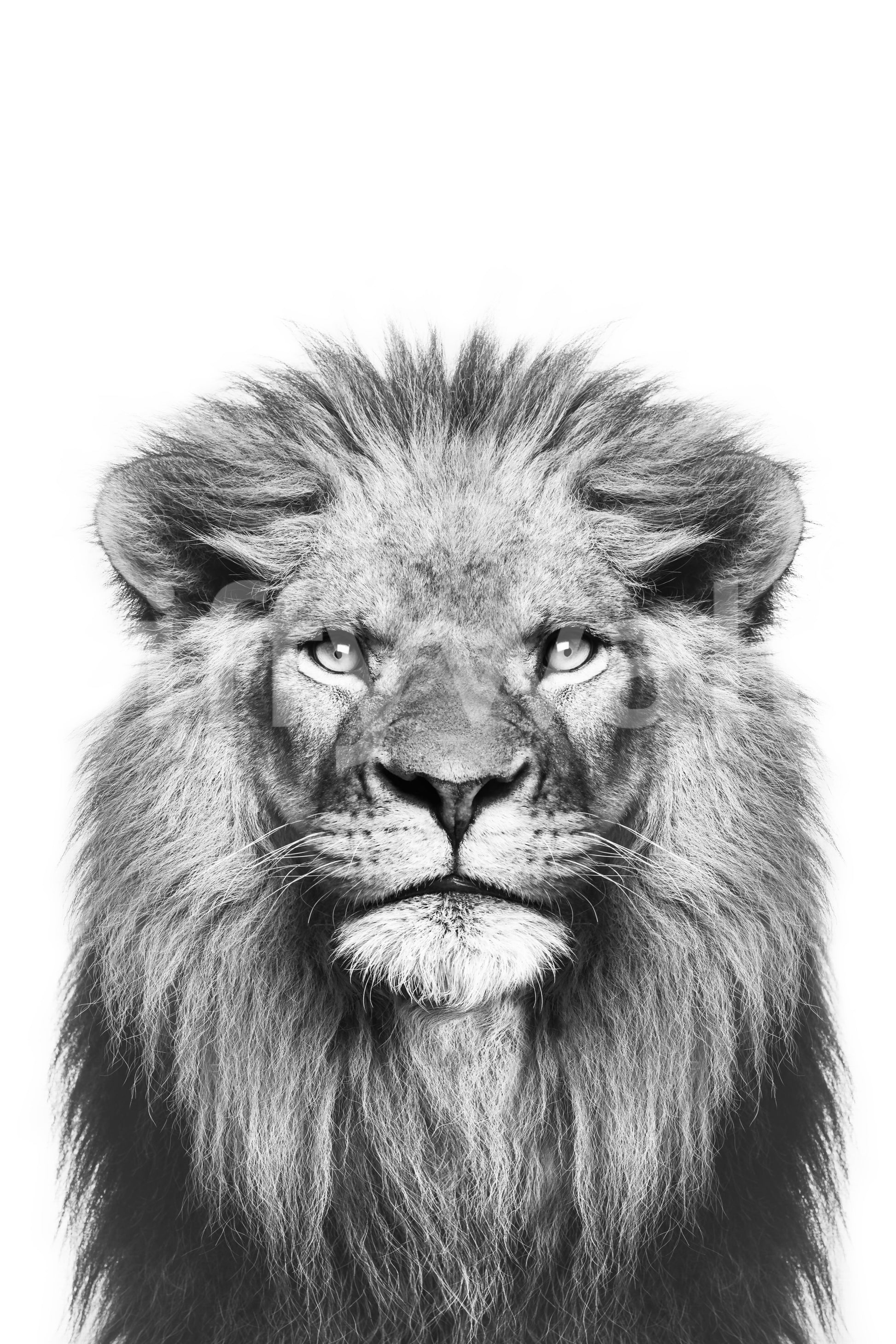 Realistic lion artwork for walls

