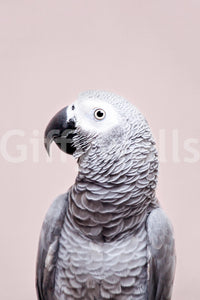 Stylish mural of African Grey parrot in jungle setting

