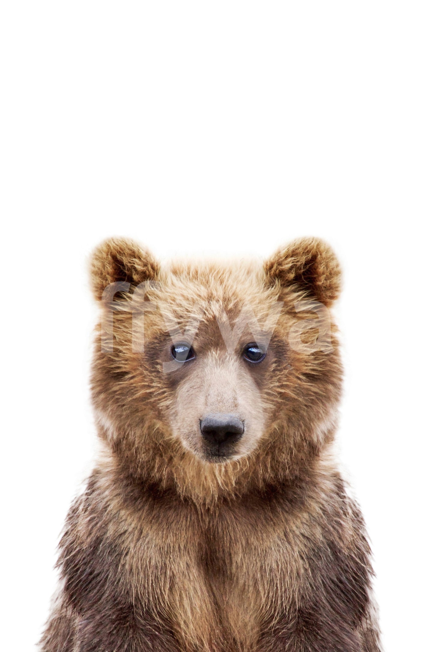 Baby bear wallpaper mural for kids’ cozy space

