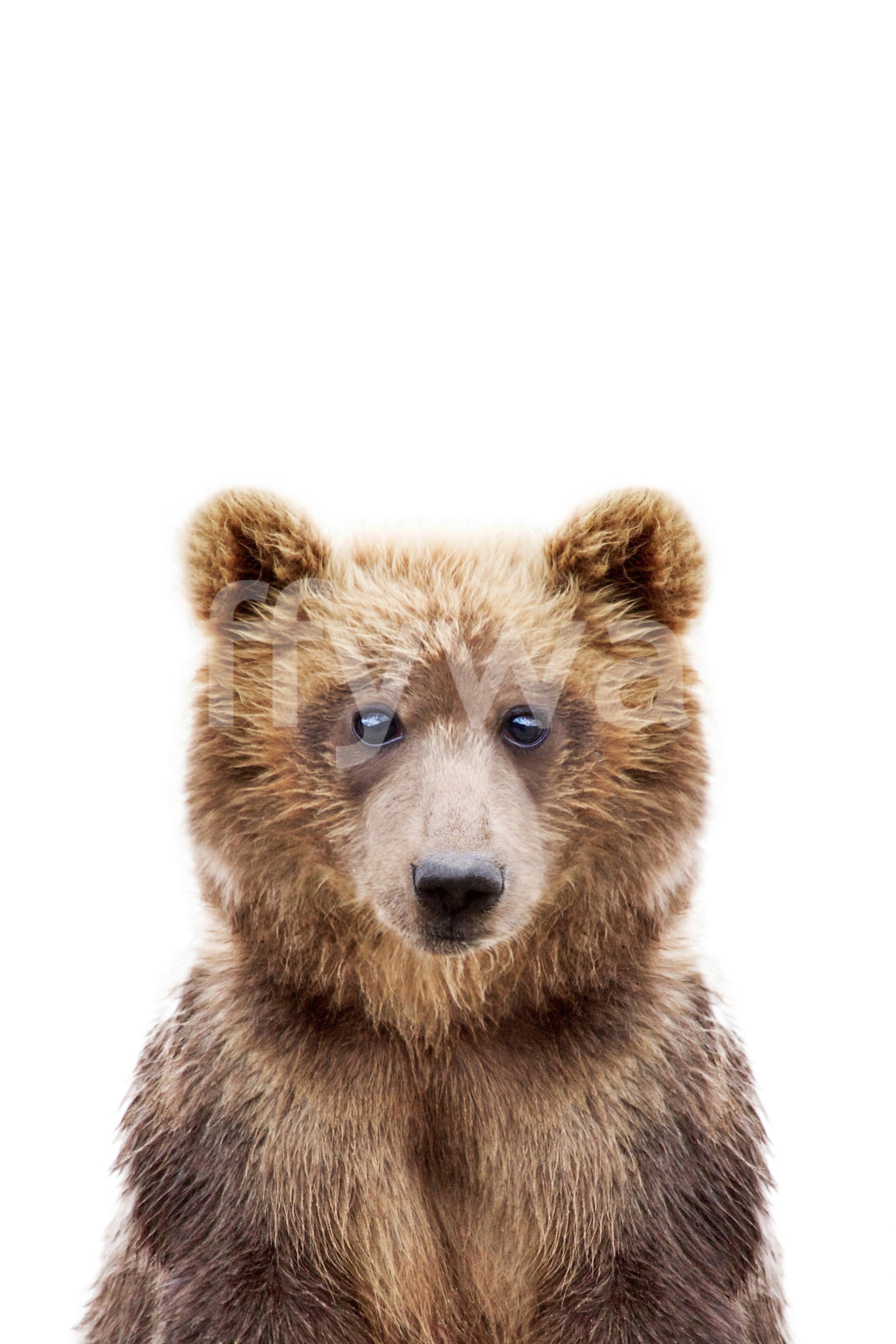 Baby bear wallpaper mural for kids’ cozy space

