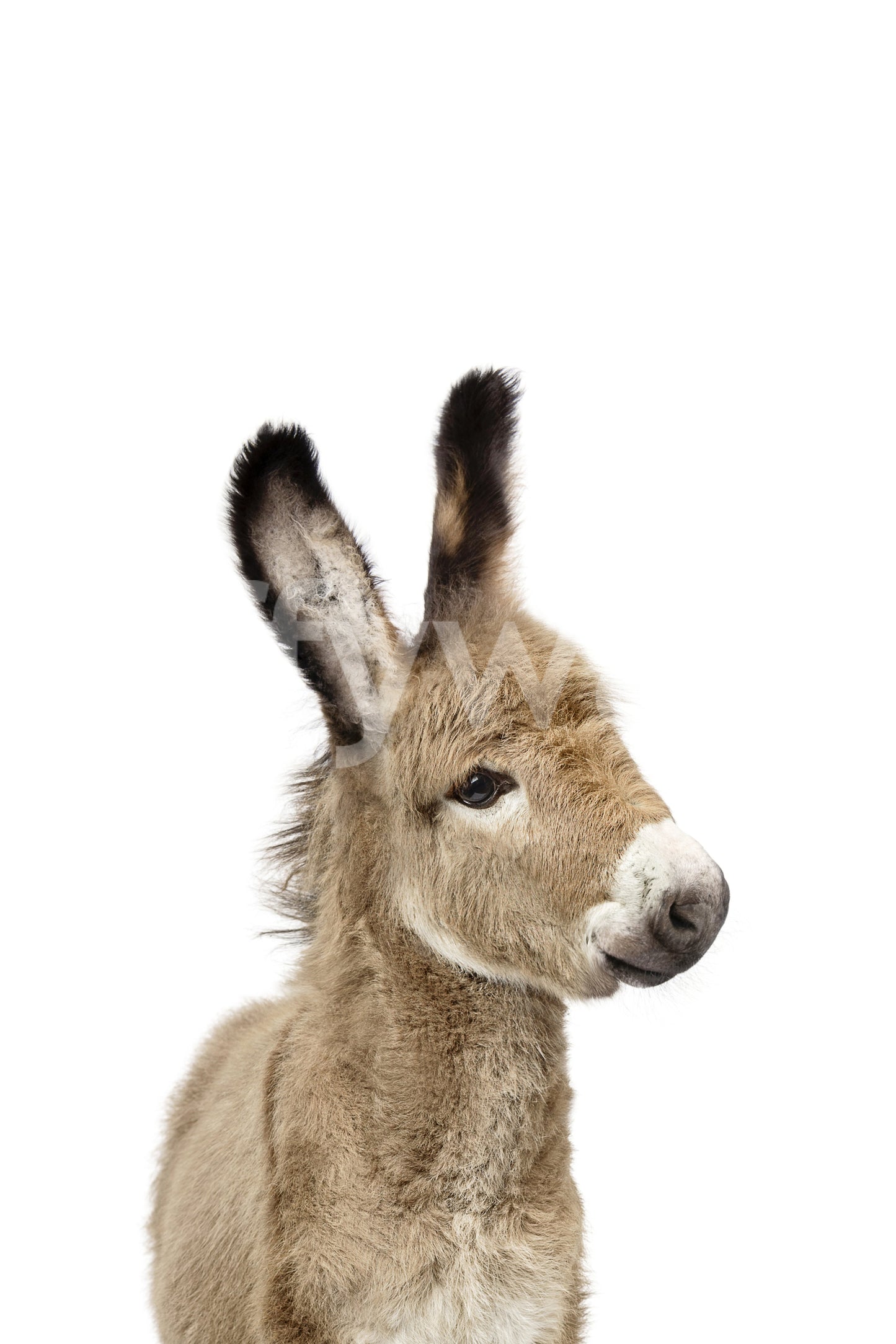 Sweet farm animal mural featuring baby donkey

