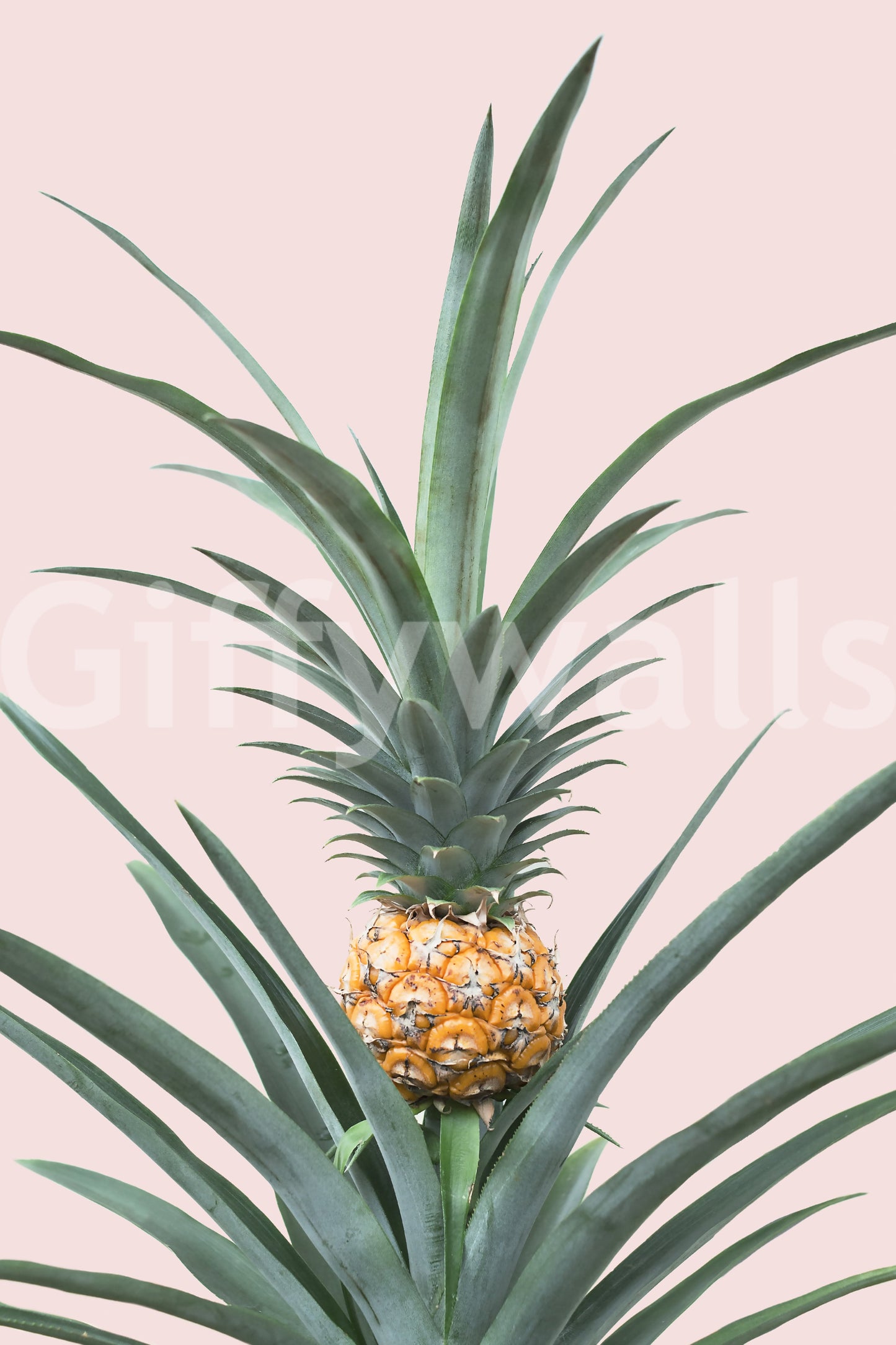Baby Pineapple Wall Mural