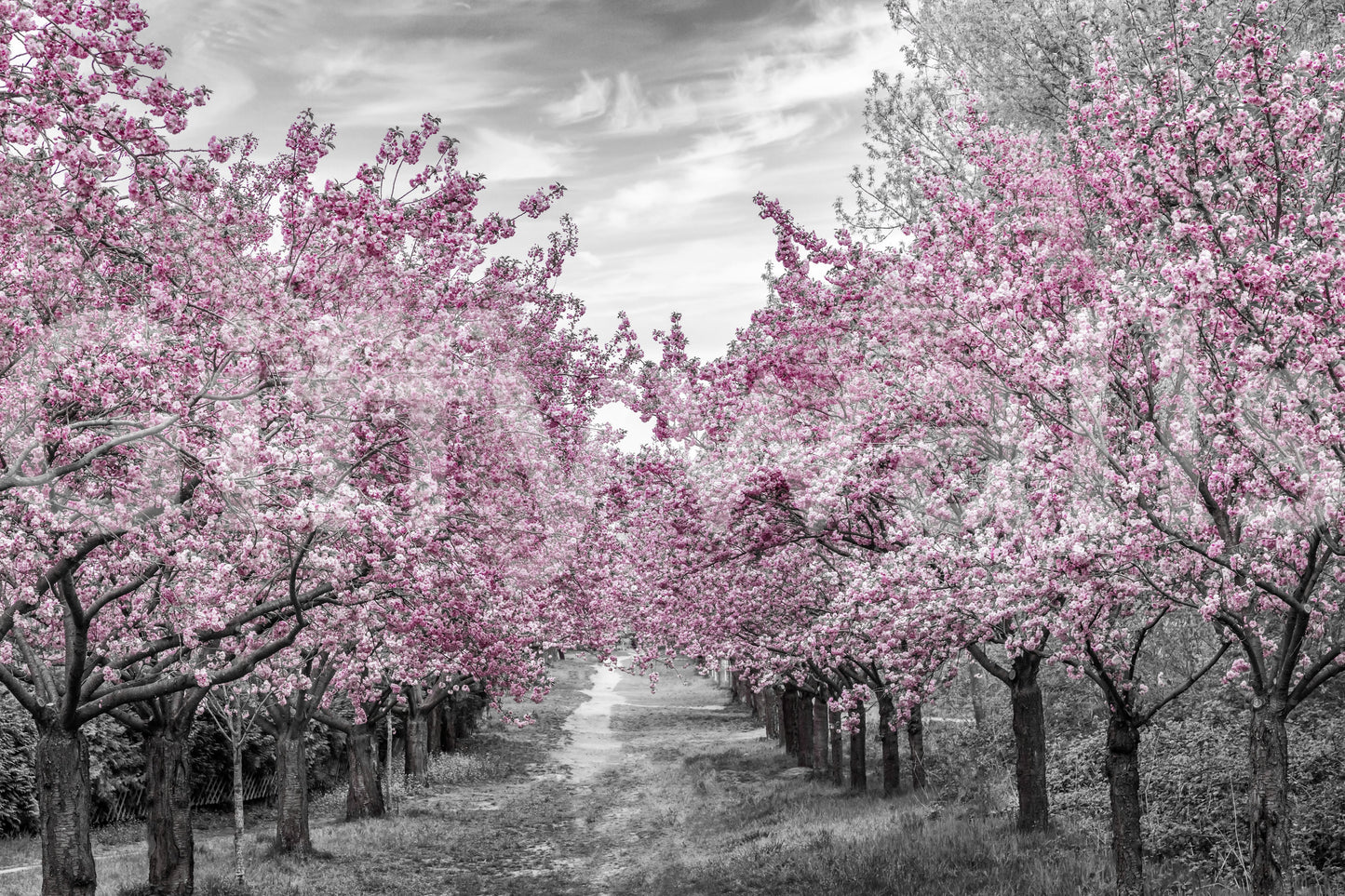 Peaceful alley under cherry trees in bloom

