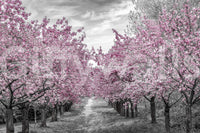 Peaceful alley under cherry trees in bloom

