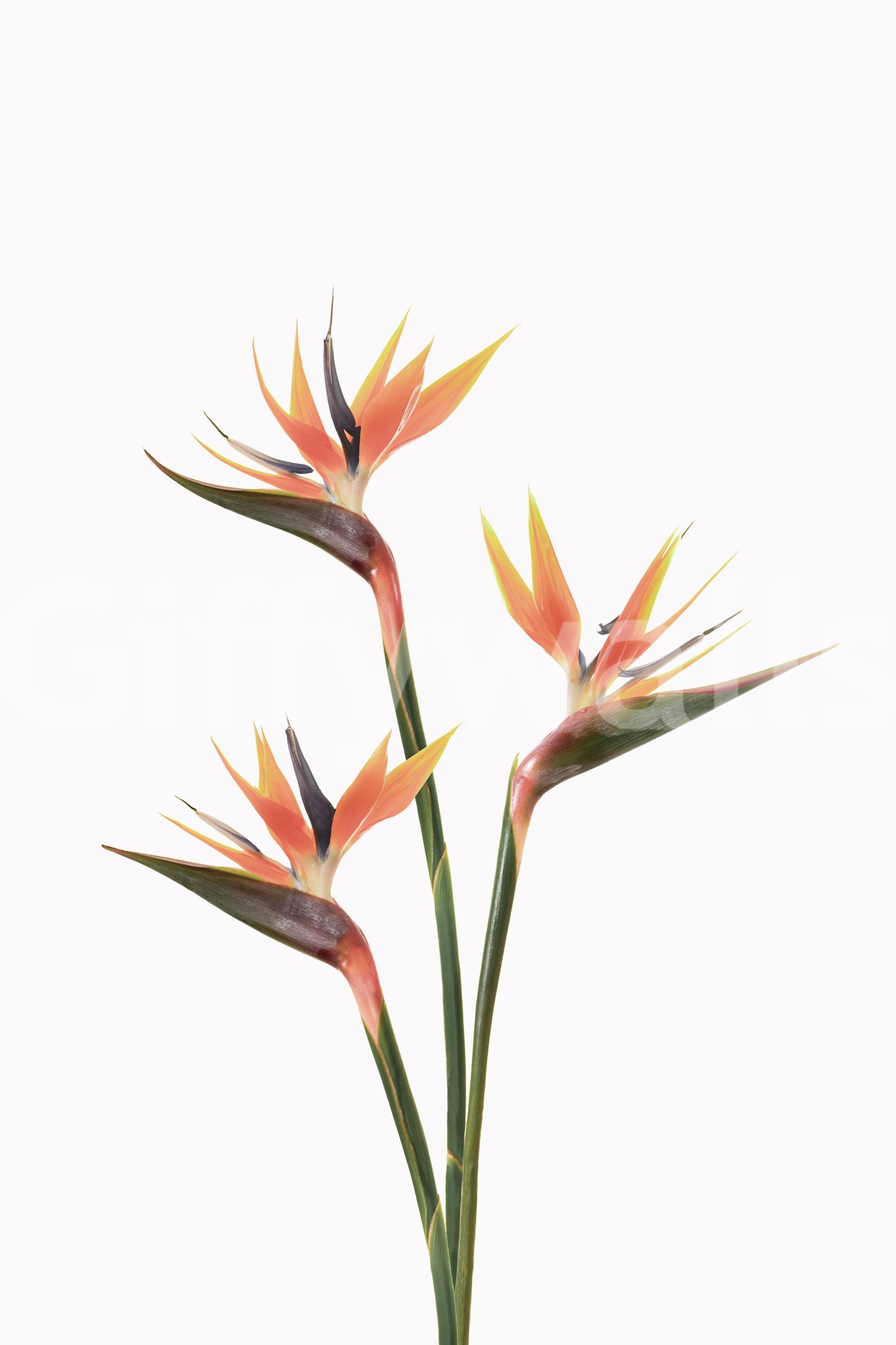 Tropical Bird of Paradise flower wall mural for a bright space.

