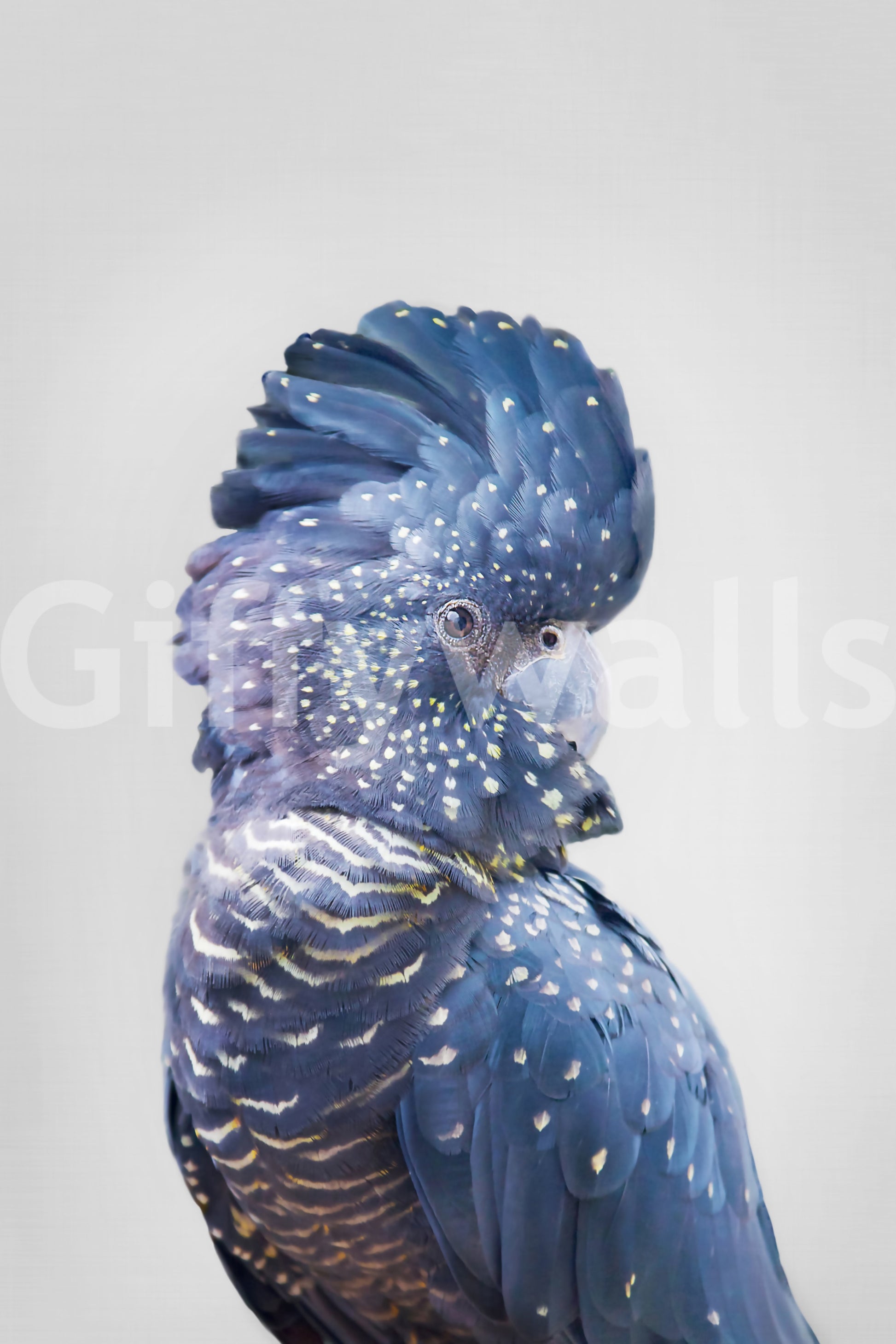 Elegant Black Cockatoo wall mural for a distinctive home atmosphere.

