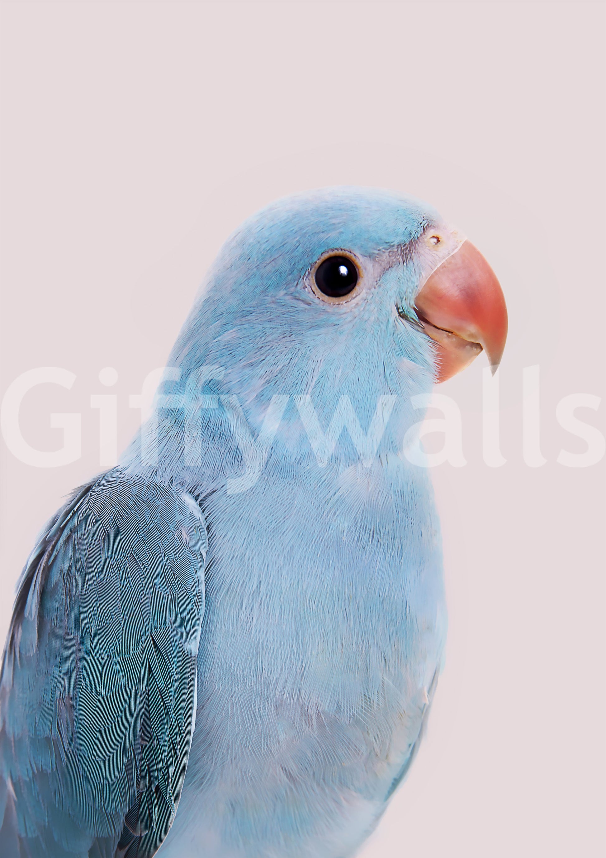 Whimsical lovebird wall mural with pastel palette

