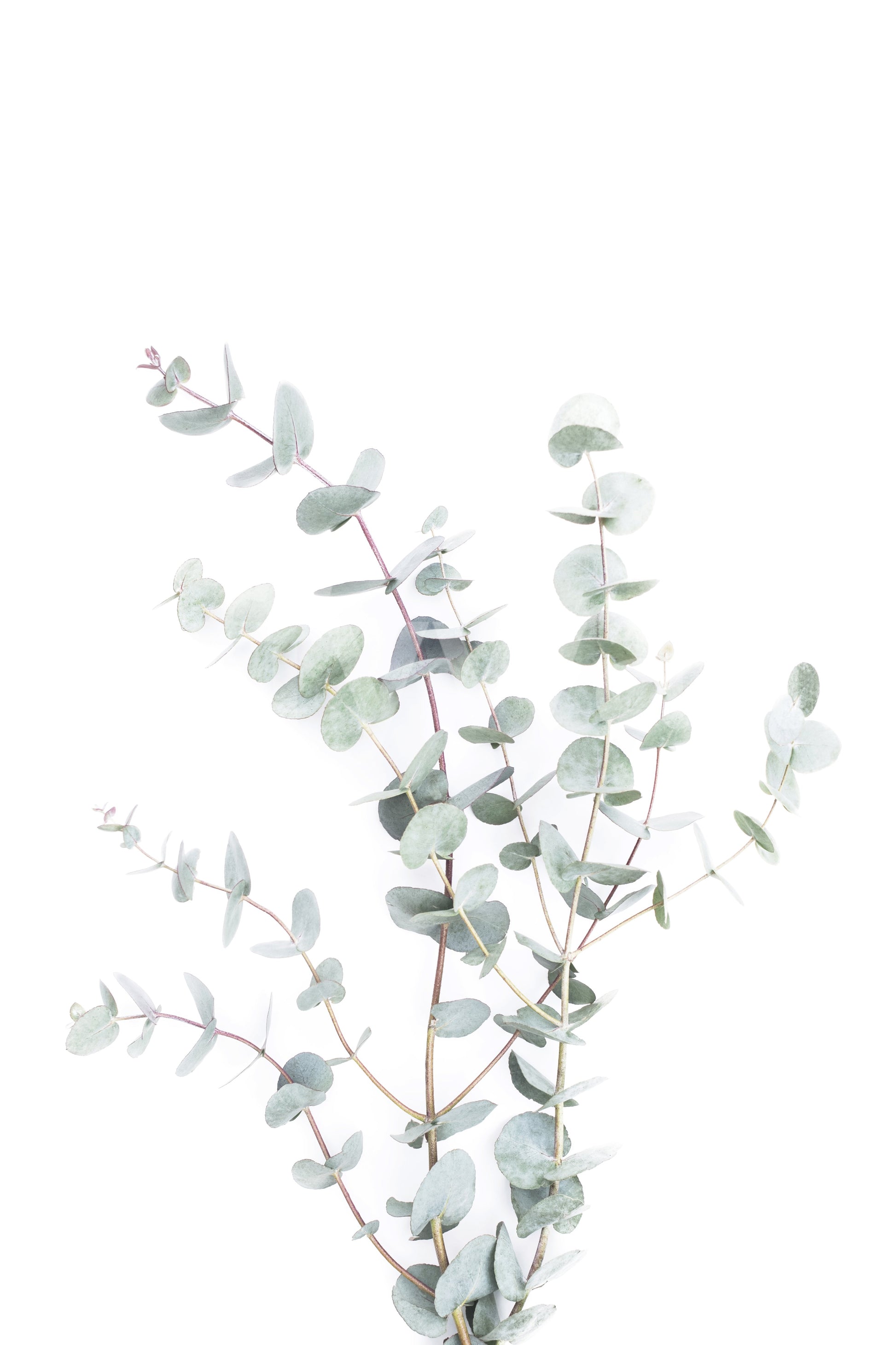 Organic wallpaper with soft stem and leaf design

