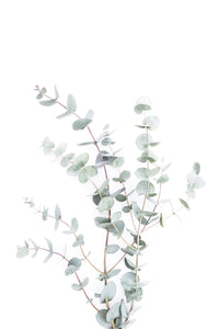 Organic wallpaper with soft stem and leaf design

