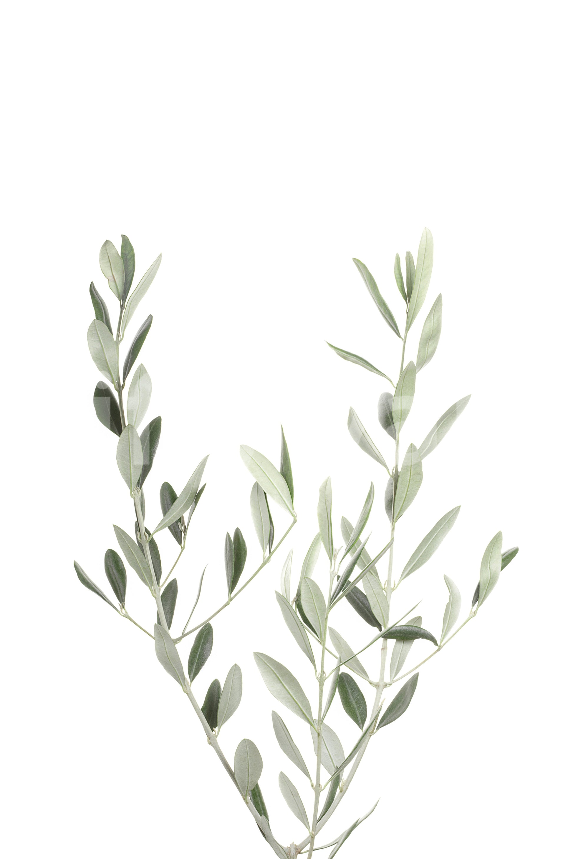 Botanical III mural wallpaper bringing greenery into your room.

