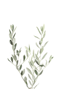 Botanical III mural wallpaper bringing greenery into your room.

