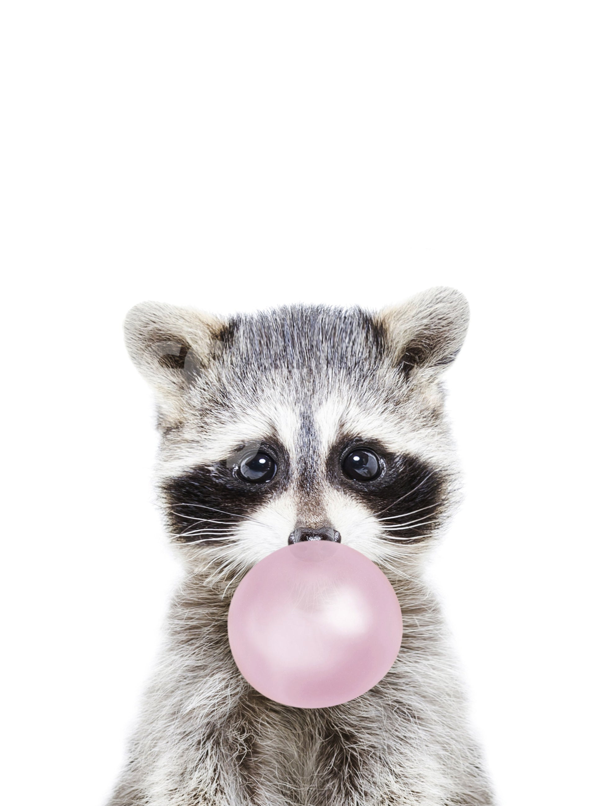 Playful bubble gum raccoon design mural for a quirky home decor.


