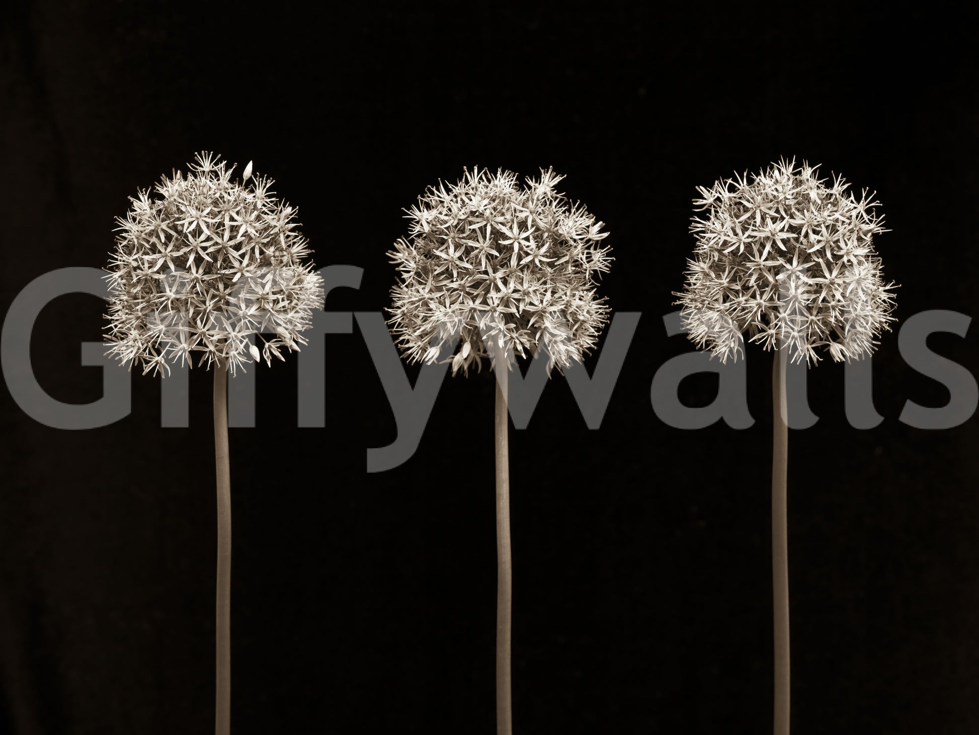 Detailed allium flowers on black background wall mural for a stylish statement.


