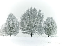 Frosted trees wallpaper mural for a natural, wintery decor touch.

