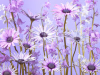 Beautiful green plant and leaf mural for nature-filled decor.

