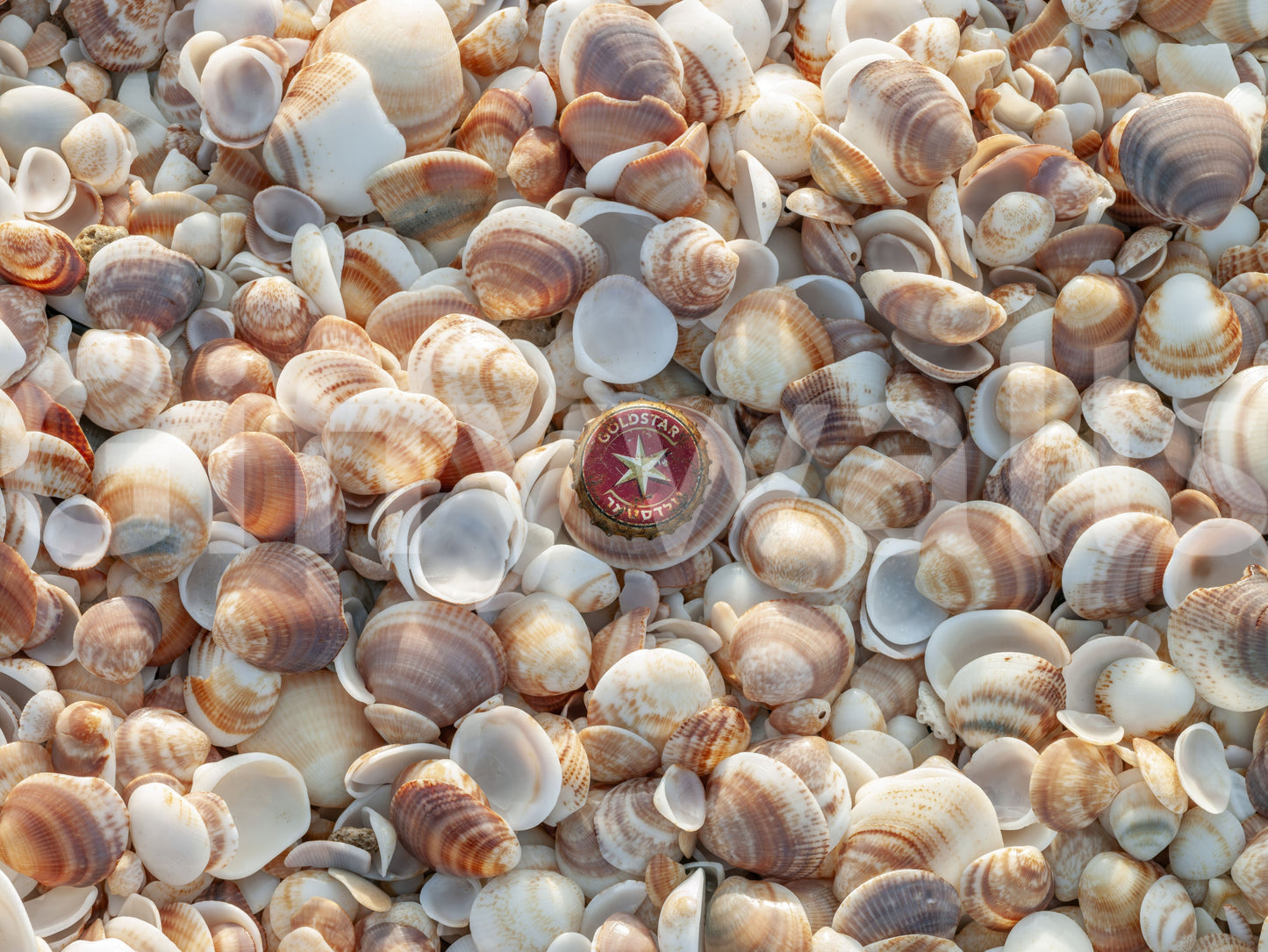 Beautiful beach treasure mural for a calming, coastal vibe.

