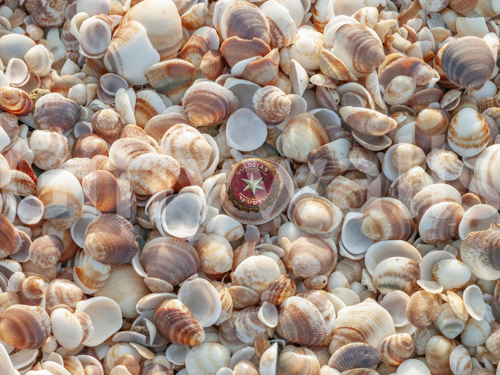 Beautiful beach treasure mural for a calming, coastal vibe.


