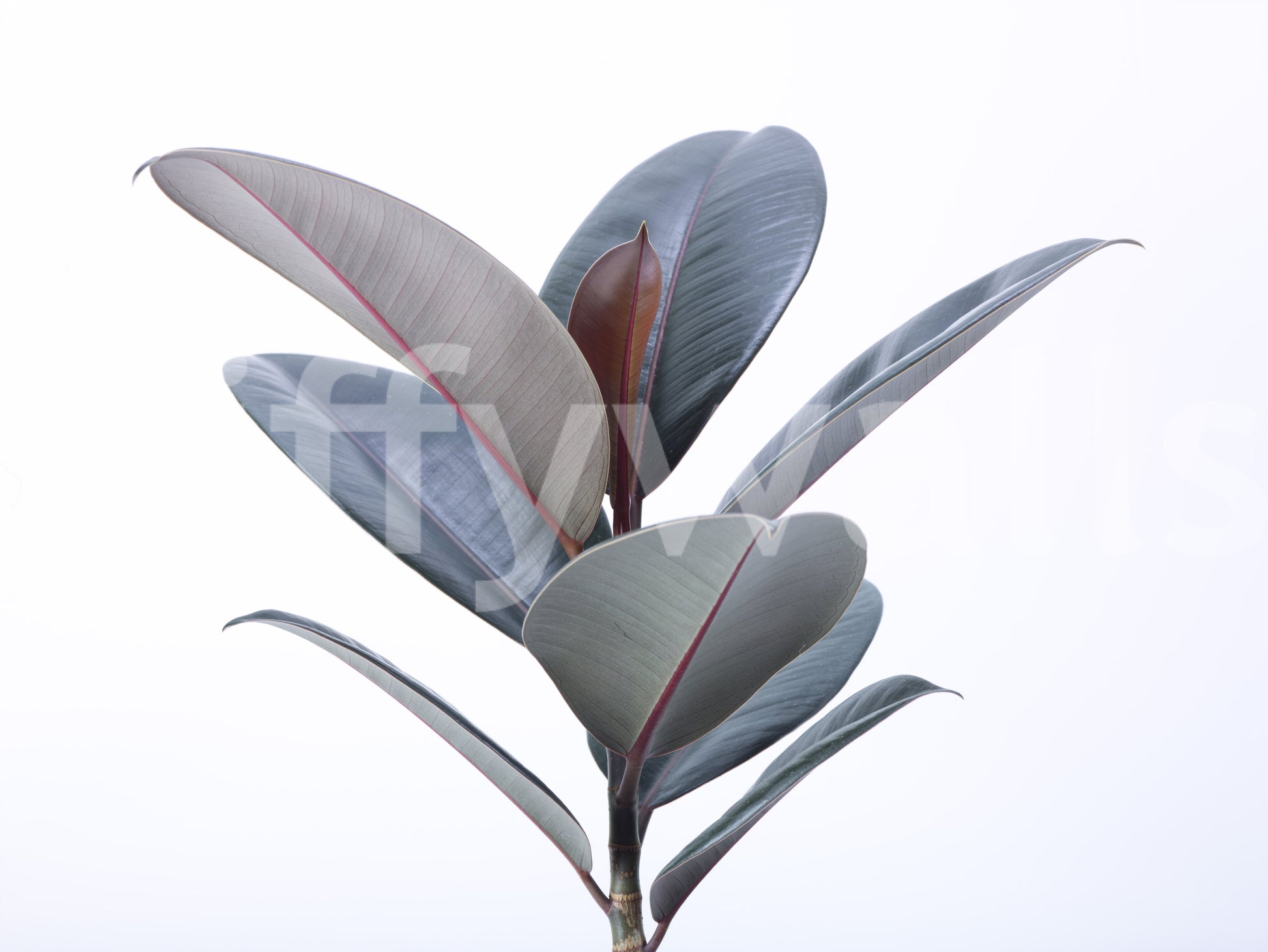 Modern green wall mural with broad tropical leaves

