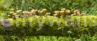 Earthy mossy log with mushrooms mural for nature lovers

