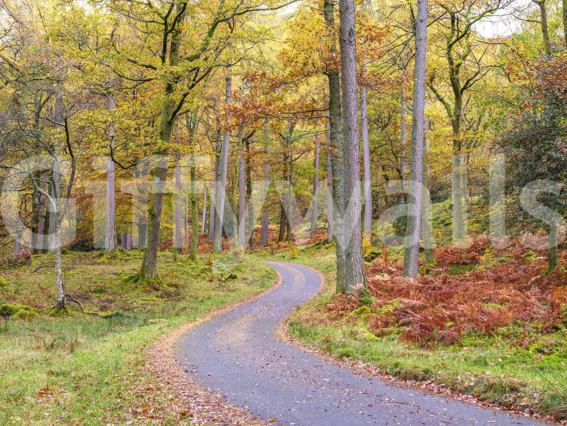 Fall season mural with vibrant yellow and orange autumn trees.


