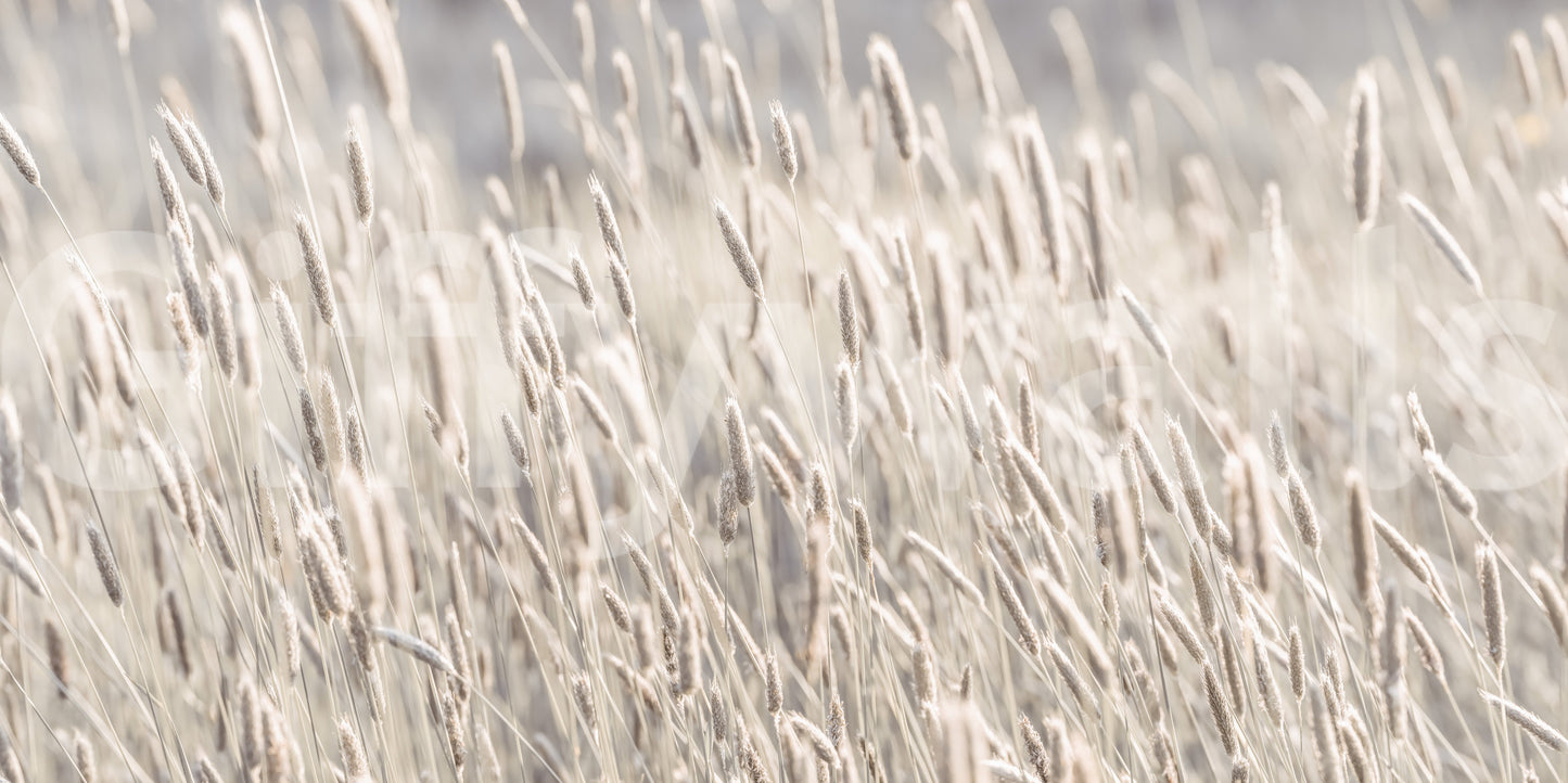 Warm grass wall mural

