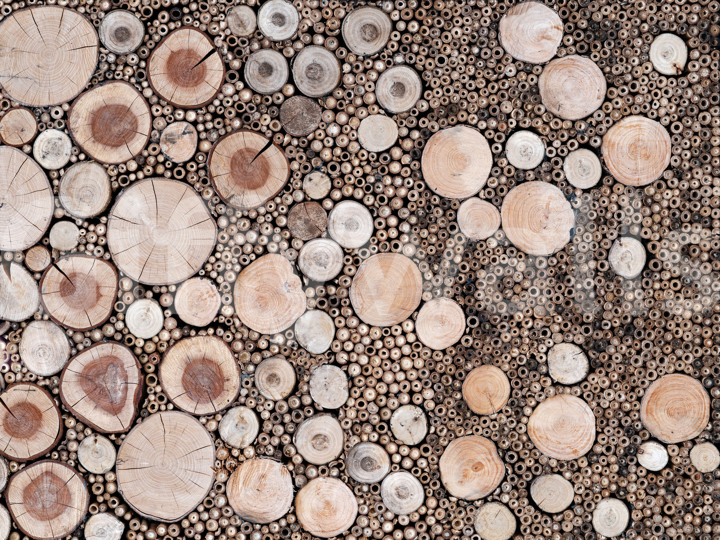 Mixed-size timber slice mural

