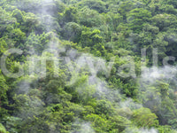 Tree landscape wall mural

