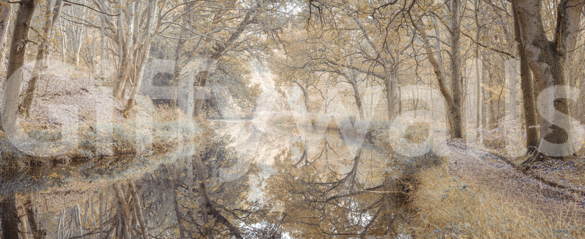 Golden tree reflection wall mural

