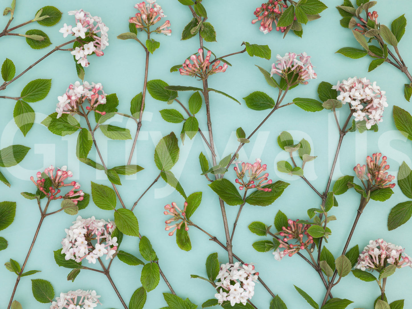 Viburnum Juddii Flowers Wall Mural