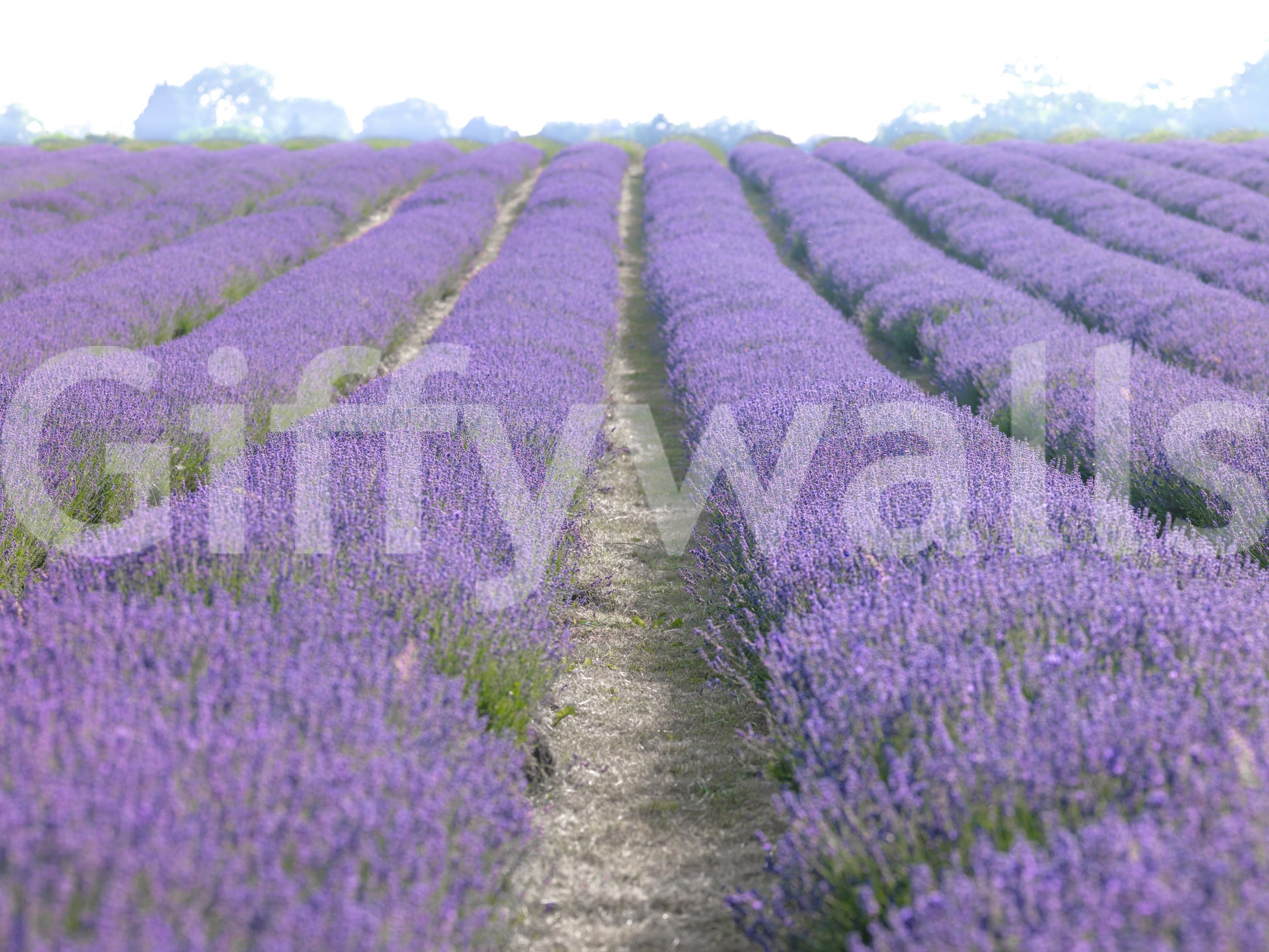 Subtle lavender colors creating an elegant, peaceful room vibe

