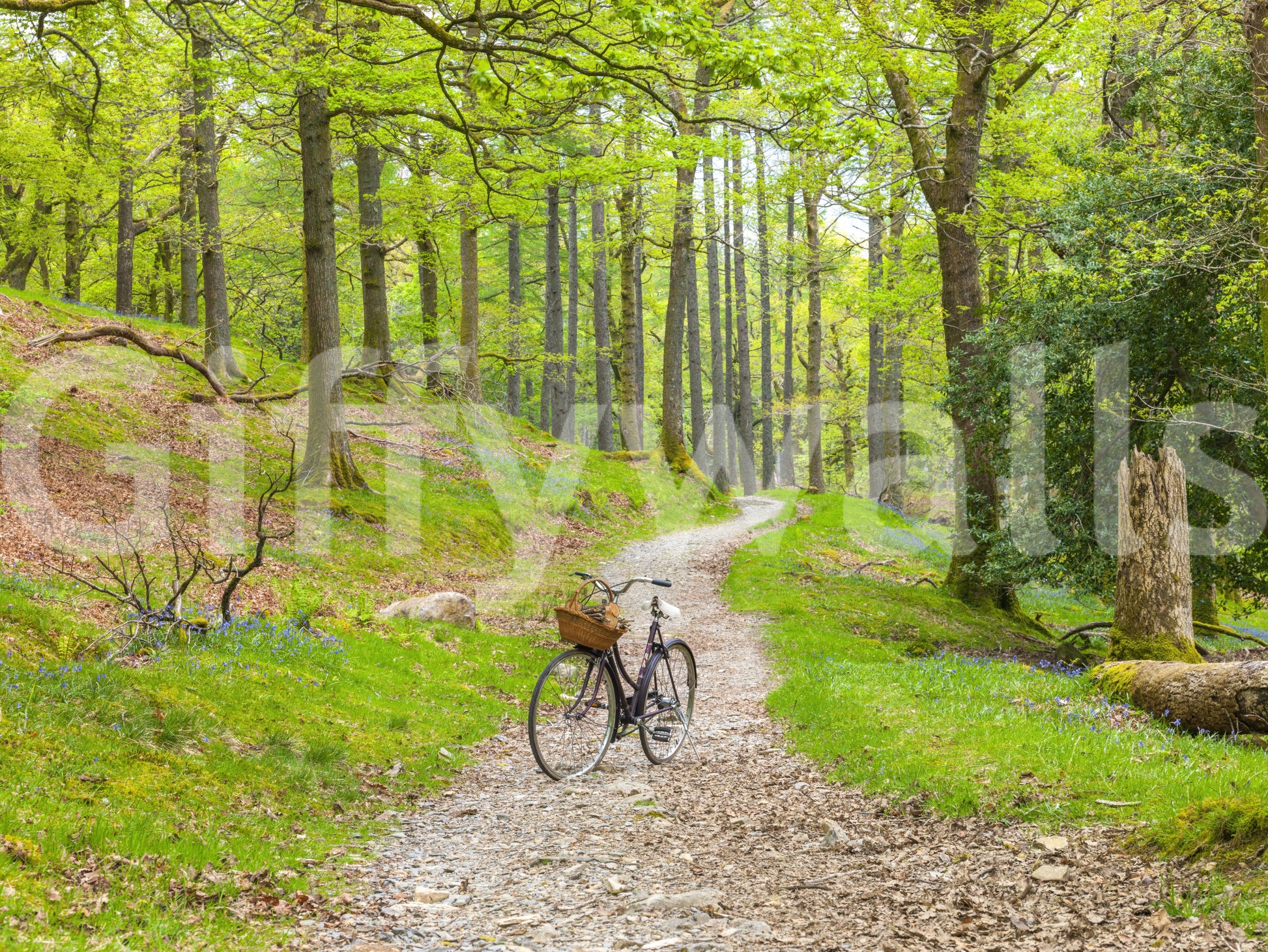 Woodland mural wallpaper perfect for home offices or study rooms

