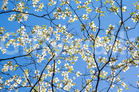 Wallpaper mural with spring bloom scene
