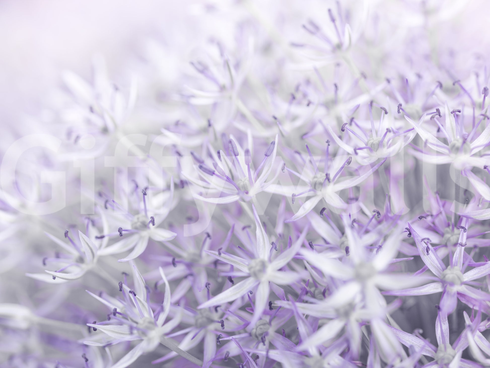 Lavender allium flowers wall mural for bedrooms or offices


